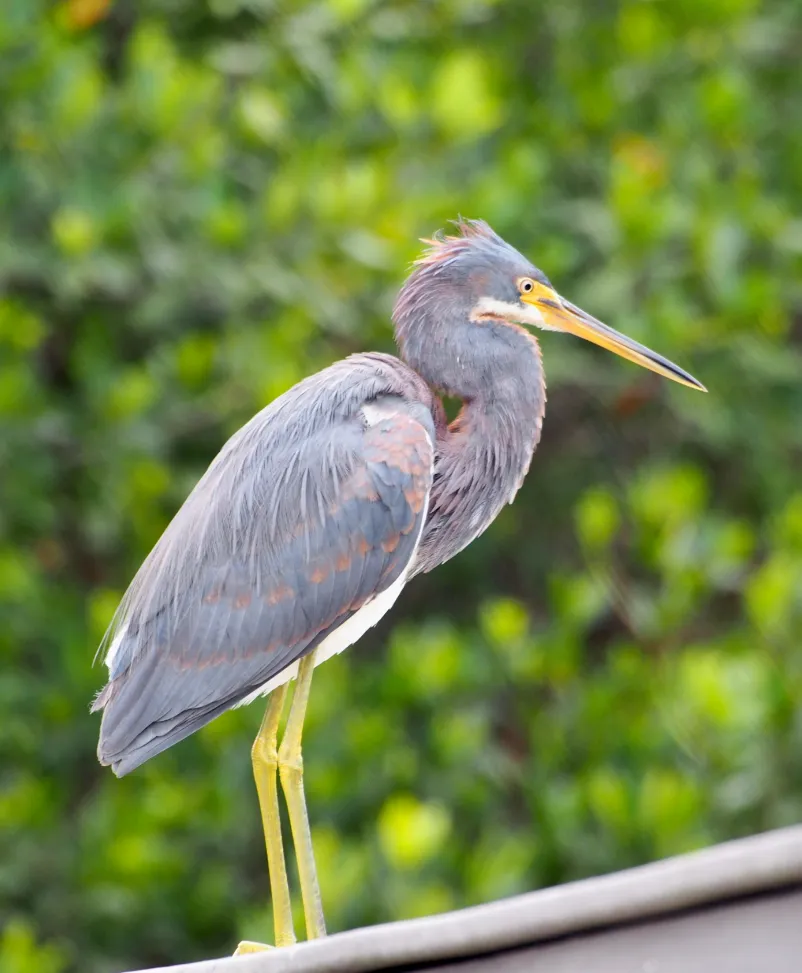 heron against the background of the forest